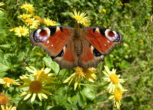 Aglais io - Vanessa io